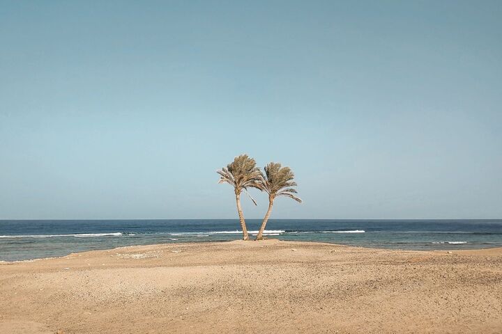 Palmen an einem Strand am Roten Meer bei Marsa Alam